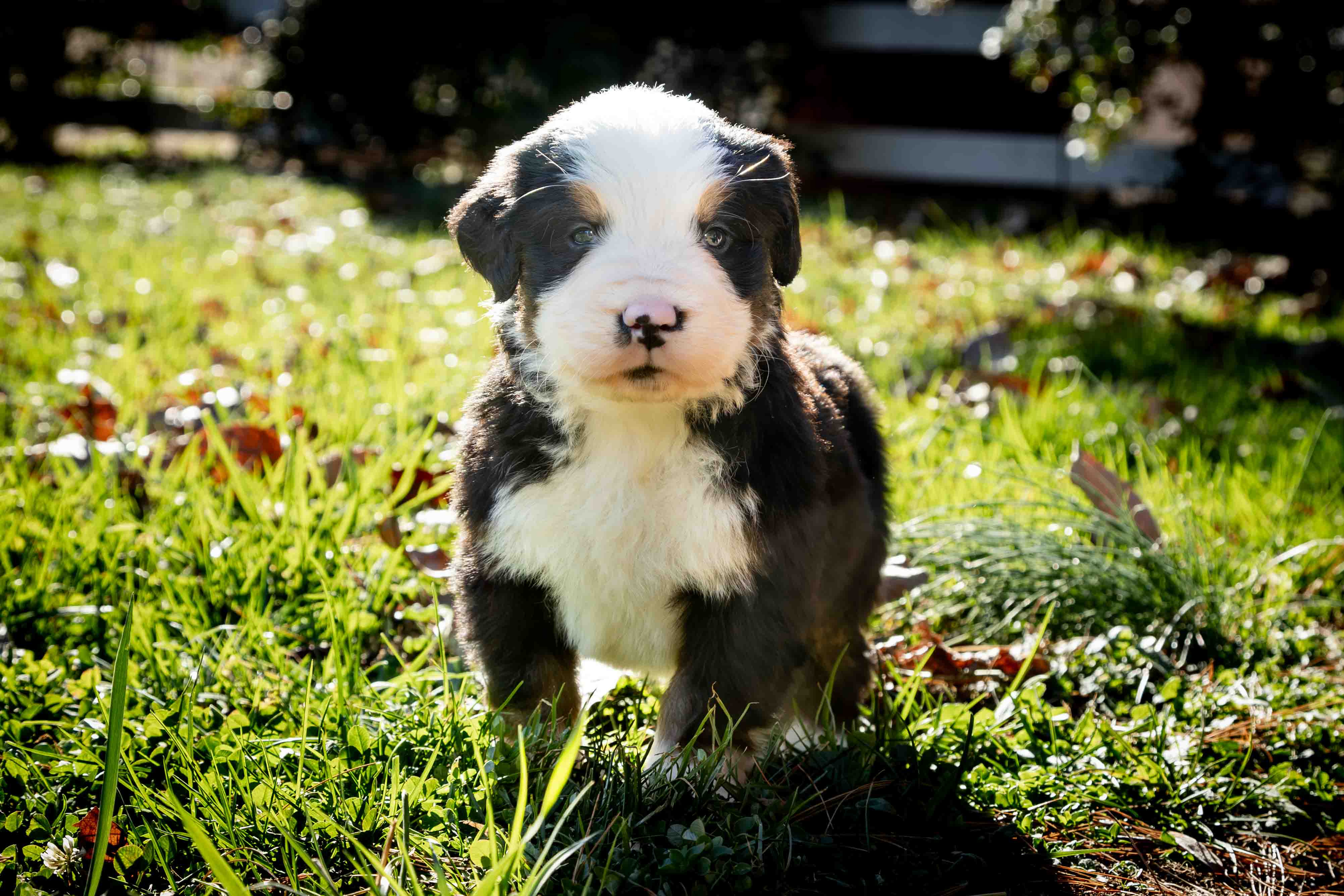 puppy, for, sale, Bernese Mountain Dog, Emanuel  Glick, dog, breeder, Bird-In-Hand, PA, dog-breeder, puppy-for-sale, forsale, nearby, find, puppyfind, locator, puppylocator, aca